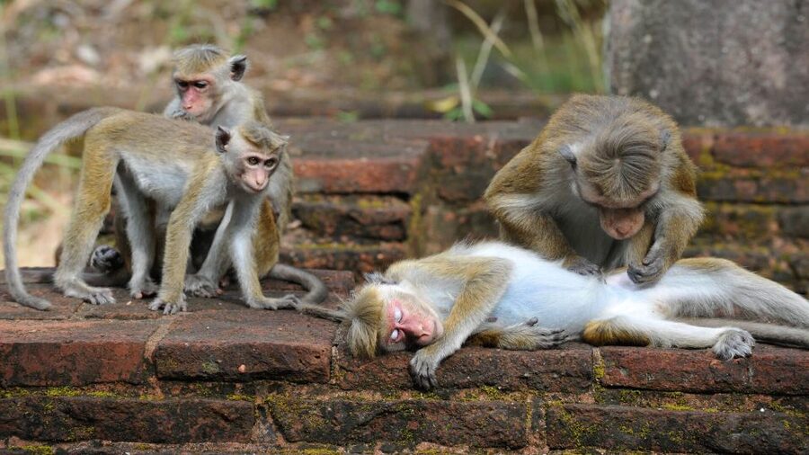 From Colombo: All Inclusive Sigiriya, Dambulla &Village Tour - Dambulla Cave Temple and Golden Temple: the murals, statues, and reclining Buddha effect