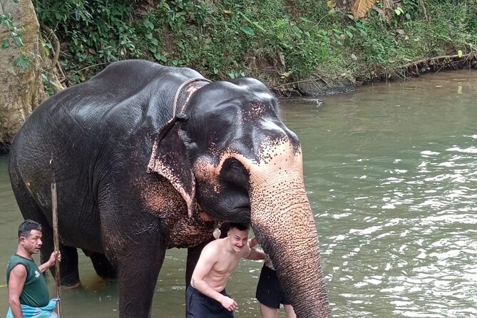 From Colombo: Kandy and Pinnawala Full-Day Trip - Temple of the Sacred Tooth Relic: UNESCO Stop That Feels Important