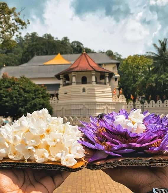 From Colombo: Kandy and Pinnawala Orphanage Short Excursions - Royal Botanical Gardens of Peradeniya: a plant lover’s stop that still works for everyone