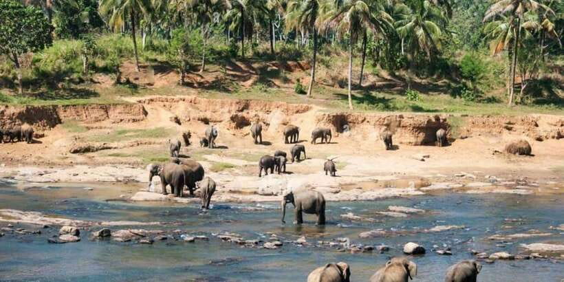 From Colombo: Kandy, Pinnawala and Tea Factory Full-Day Trip - Pinnawala Elephants: Feeding and Bathing Without the Fuss