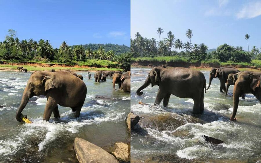 From Colombo: Kandy Temple of Tooth & Elephant Orphanage - From Colombo to Kandy in a Single Day, and Why It Works