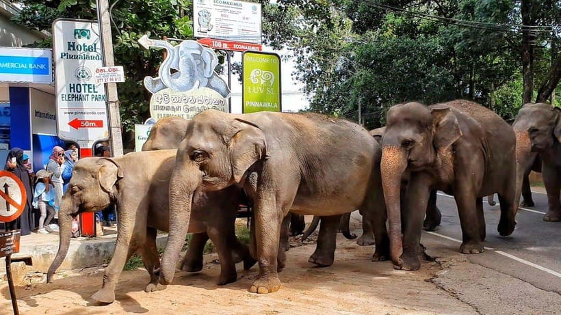 From Colombo: Kandy Temples and Pinnawala Full-Day Tour - Bahirawa Kanda and the 88-foot Buddha statue