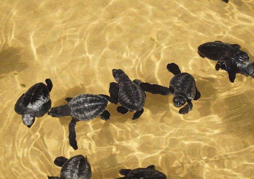From Colombo/Negombo: Galle, Madu River, and Turtle Hatchery - Key things to know before you go