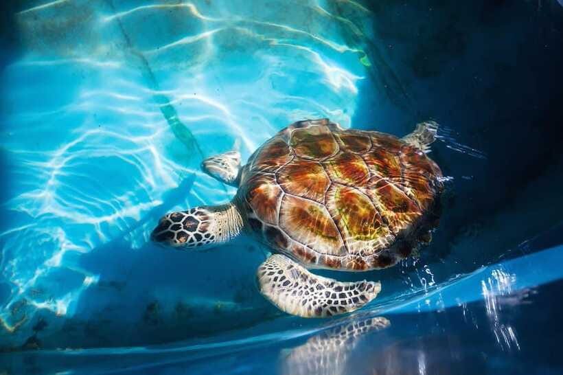 From Colombo/Negombo: Galle, Madu River, and Turtle Hatchery - Galle Fort UNESCO walking tour: why it works better with a guide