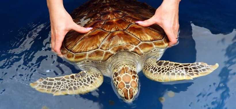 From Colombo/Negombo: Galle, Madu River, and Turtle Hatchery - Value check for $46: what you’re really paying for