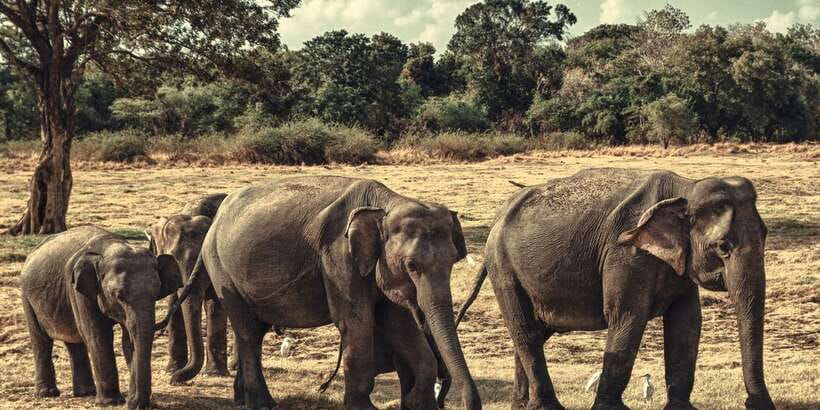 From Colombo: Private Minneriya National Park Day Safari - Key points before you go