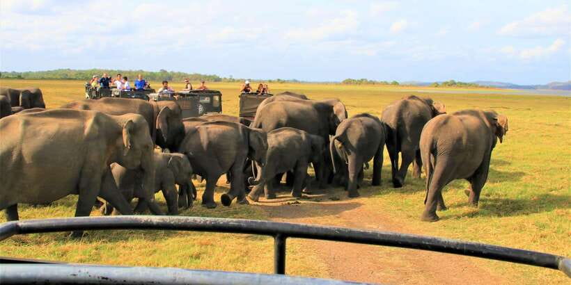 From Colombo: Private Minneriya National Park Day Safari - Who should book this Minneriya private day safari