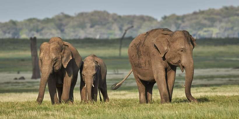 From Colombo: Private Minneriya National Park Day Safari - Colombo to Minneriya: the day starts early, then you reap it