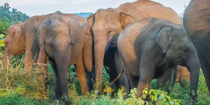 From Colombo: Private Minneriya National Park Day Safari - Elephants at Minneriya, plus the wildlife beyond the hype