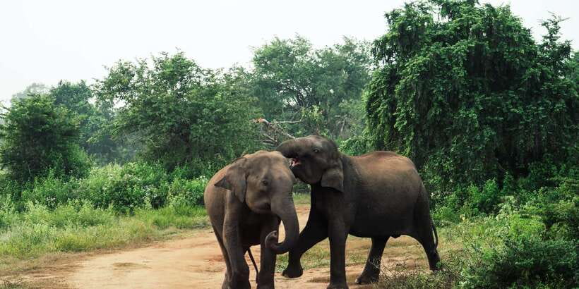 From Colombo: Private Minneriya National Park Day Safari - The drive back: how to survive the long return comfortably