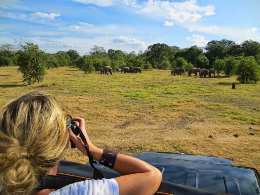 From Colombo: Private Minneriya National Park Day Safari - Lunch at a local restaurant: what it means for your schedule