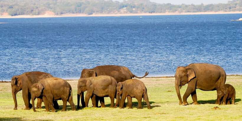 From Colombo: Private Minneriya National Park Day Safari - Price and value: what $105 per person is buying