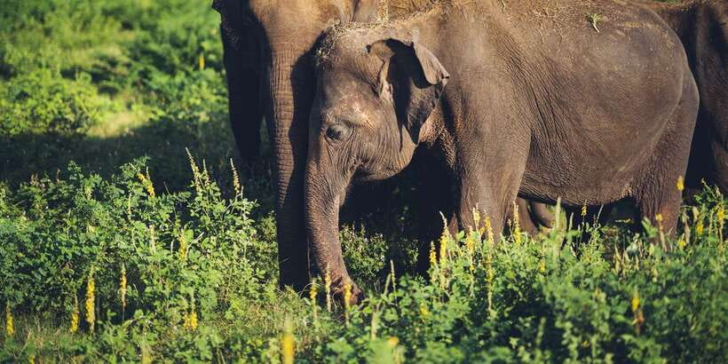 From Colombo: Private Minneriya National Park Day Safari - What’s included versus what you handle yourself