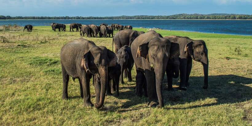 From Colombo: Private Minneriya National Park Day Safari - Packing tips that match the safari reality