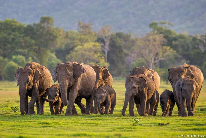 From Colombo: Sigiriya & Dambulla Day Tour with Safari - Key things to know before you go