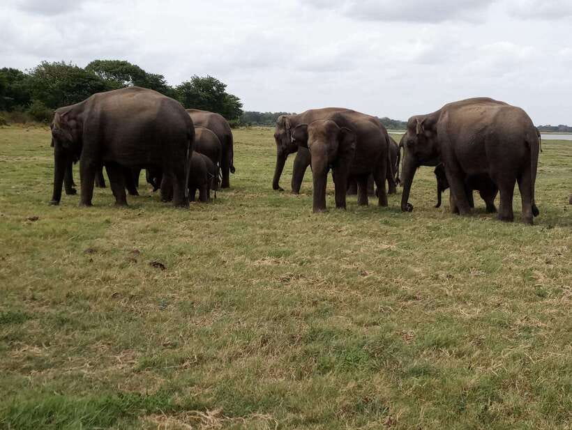 From Colombo: Sigiriya & Dambulla Day Tour with Safari - Who This Tour Suits (and Who Should Skip It)
