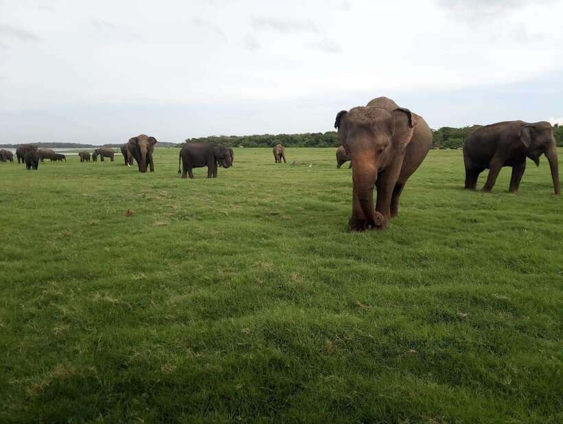 From Colombo: Sigiriya & Dambulla Day Tour with Safari - Leisure Stops and Craft Time: Batik and Silk Shopping
