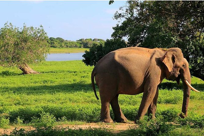 From Colombo to Sigiriya Fortress, Dambulla & Minneriya Safari - Sigiriya Lion Rock: the fortress view that makes the drive worth it