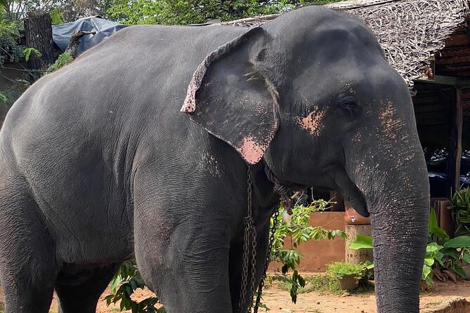 From Colombo to Sigiriya Fortress, Dambulla & Minneriya Safari - Who should book this Sigiriya and Minneriya day trip?