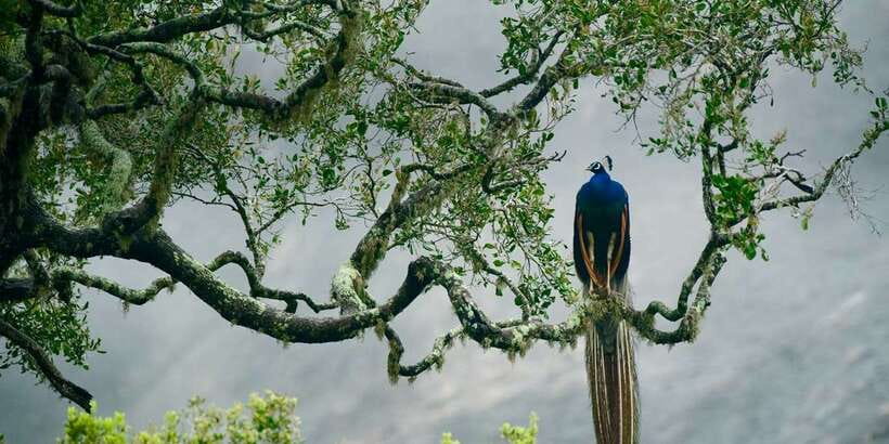 From Colombo: Udawalawa Safari & Elephant Transit Home Tour - Key things I’d watch for on this Udawalawe day