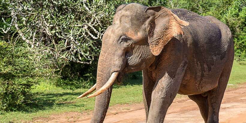 From Colombo: Udawalawa Safari & Elephant Transit Home Tour - Morning Pickup From Colombo, Then the Road to Udawalawe