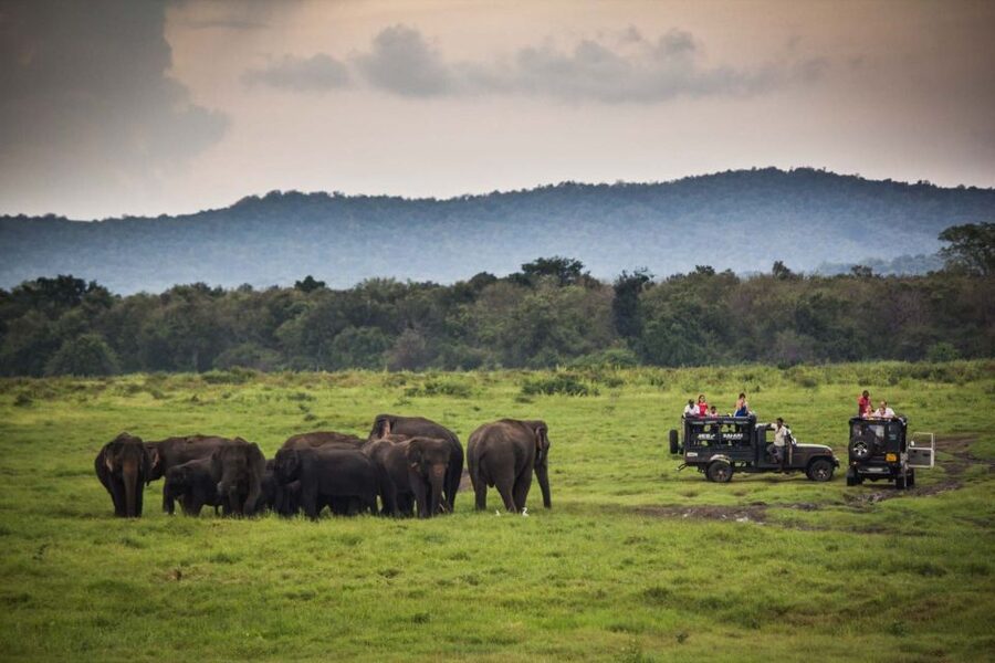 From Colombo: Udawalawa Safari & Elephant Transit Home Tour - Lunch in Udawalawe Hotels: Plan Your Budget Before You Get There