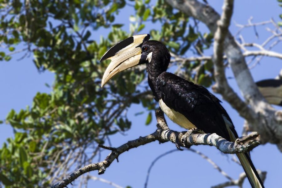From Colombo: Udawalawa Safari & Elephant Transit Home Tour - Wildlife Variety in Udawalawe: What You Can Realistically Expect
