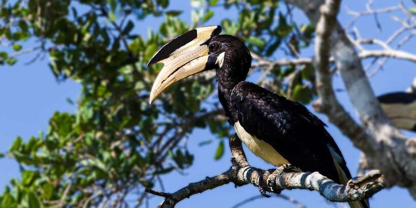 From Colombo: Udawalawa Safari & Elephant Transit Home Tour - Price and Value: What’s Included, What Isn’t
