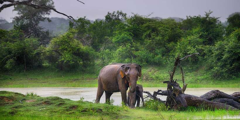 From Colombo: Udawalawa Safari & Elephant Transit Home Tour - Udawalawe National Park Jeep Safari: Elephants First, Then Read the Landscape