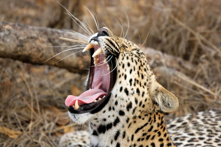 From Colombo: Yala National Park Safari with Transfer - Who this safari suits best