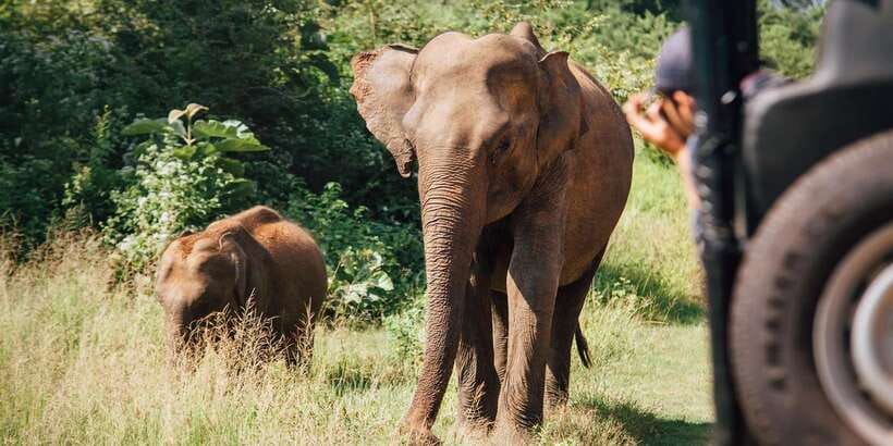 From Colombo: Yala National Park Safari with Transfer - Birds and butterflies: the quiet side of Yala