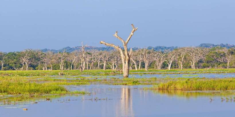 From Colombo: Yala National Park Safari with Transfer - Price and value: what $128 covers and what you must add