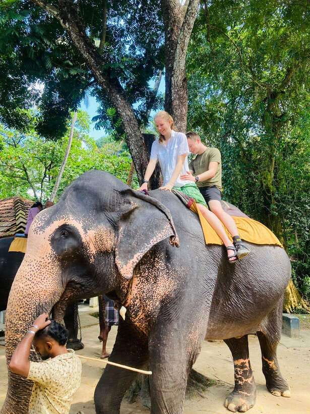 From Kandy : Pinnawala Elephant Orphanage & Ambuluwawa Tower - Pinnawala Elephant Orphanage: what to watch, and what it means