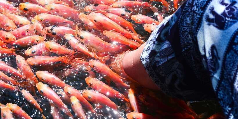From Negombo: Bentota Full-Day Tour - Bentota full day, built around a 8:00 AM start