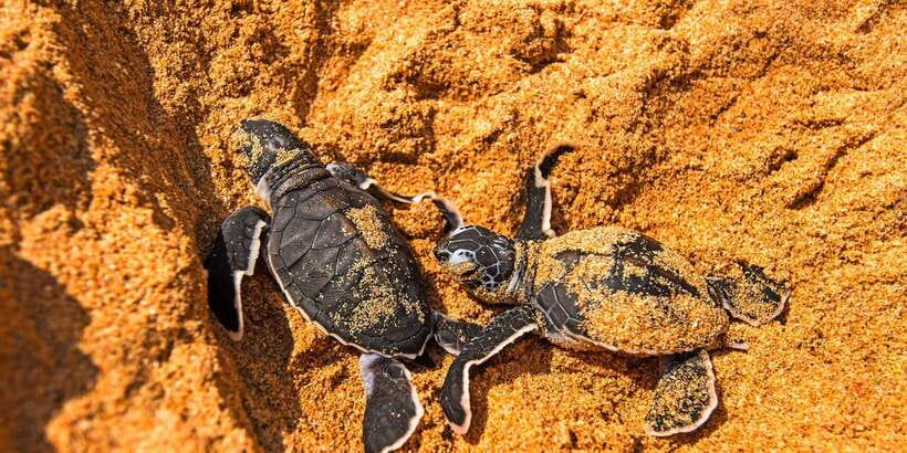 From Negombo: Bentota Full-Day Tour - Lunch breaks, timing, and how to keep the day from dragging