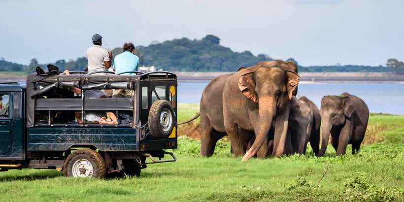 From Negombo: Minneriya National Park Safari Tour - Key highlights to know before you go