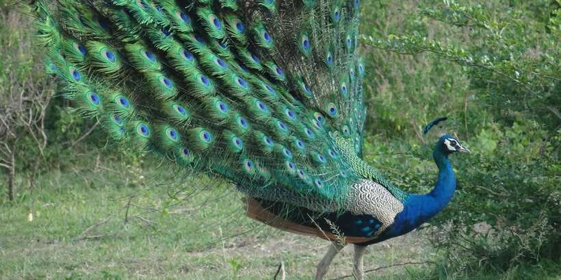 From Negombo: Minneriya National Park Safari Tour - Should you book the Negombo to Minneriya National Park safari?