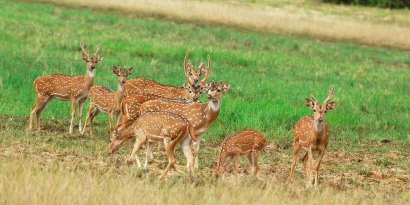 From Negombo: Minneriya National Park Safari Tour - Negombo Pickup at 8:00, plus the A/C shared ride