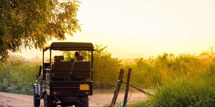 From Negombo: Minneriya National Park Safari Tour - Wildlife you can expect, and how your guide helps you spot it
