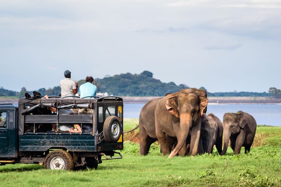 From Negombo: Minneriya National Park Safari Tour - The local restaurant stop: breaks, shopping, and plan for your lunch