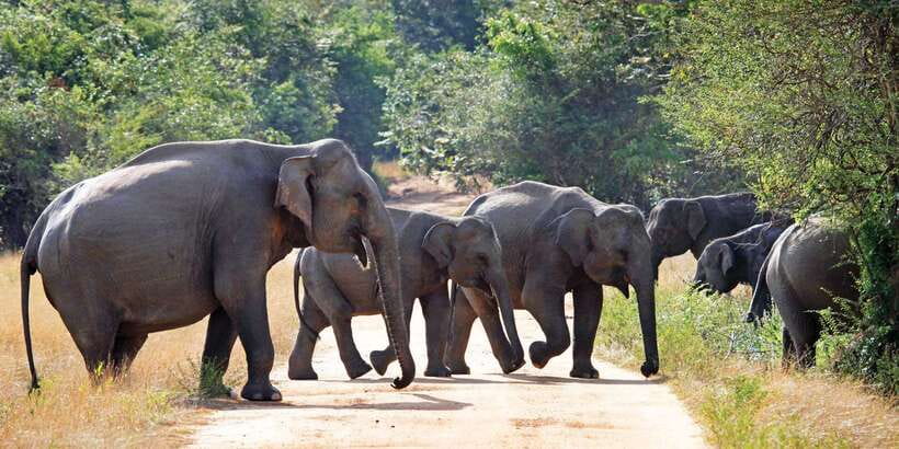 From Negombo: Minneriya National Park Safari Tour - Price and value at $105: what you get, what you pay