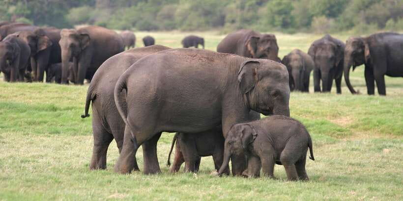 From Negombo: Minneriya National Park Safari Tour - Who this Minneriya from Negombo safari is best for