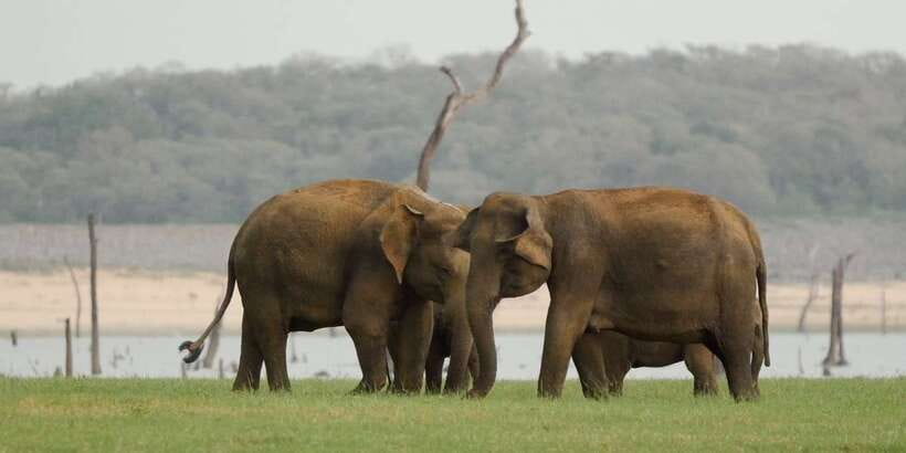 From Negombo: Minneriya National Park Safari Tour - Practical packing and comfort moves that actually help