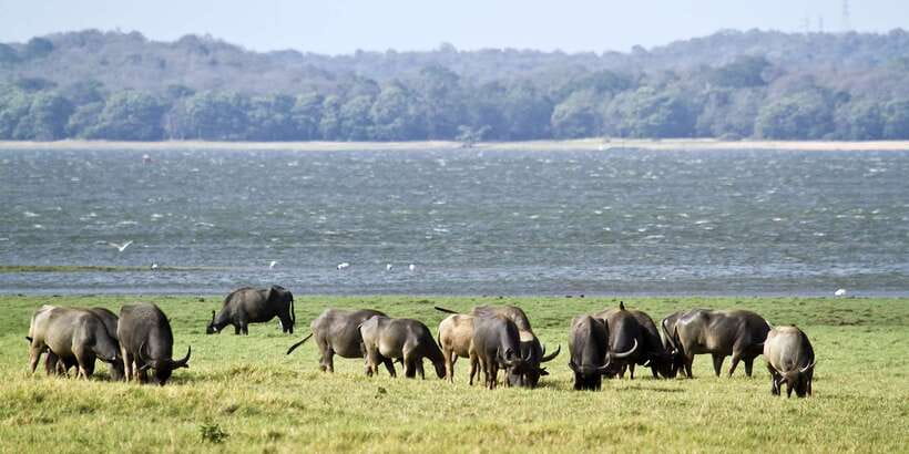 From Negombo: Wilpattu National Park Safari Guided Day Tour - The Jeep Safari With a Local Guide: How to Get More From 3 Hours