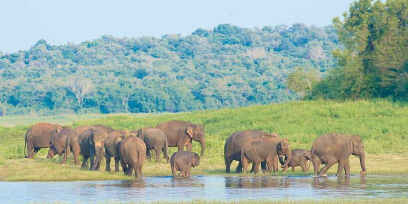 From Negombo: Wilpattu National Park Safari Guided Day Tour - Lunch, Breaks, and the Real Rhythm of the Day