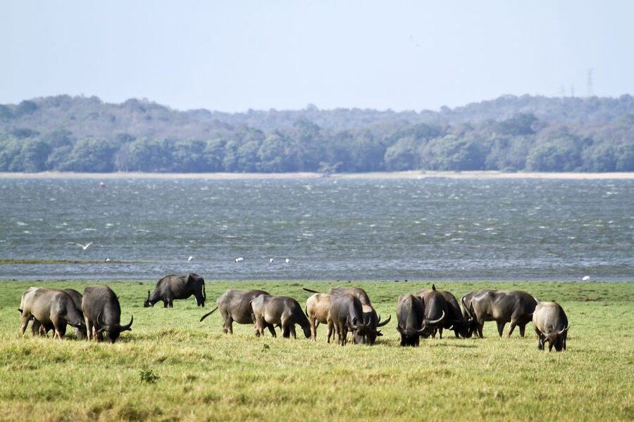 From Negombo: Wilpattu National Park Safari Guided Day Tour - Wildlife Odds in Wilpattu: What You Might See