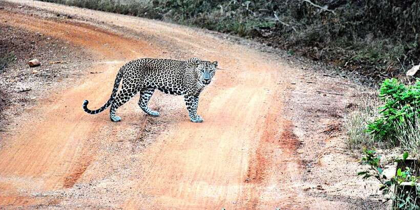 From Negombo: Wilpattu National Park Safari Guided Day Tour - Price and Value: Is $105 a Fair Deal?