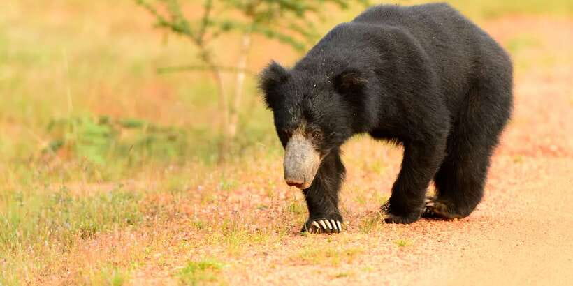 From Negombo: Wilpattu National Park Safari Guided Day Tour - Practical Stuff That Makes the Safari Easier