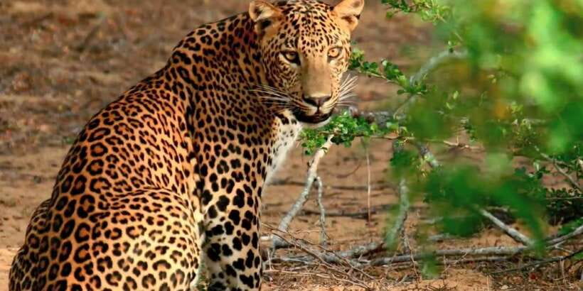From Negombo: Wilpattu National Park Safari Guided Day Tour - Your Day at a Glance: Timing, Driving, and Safari Window