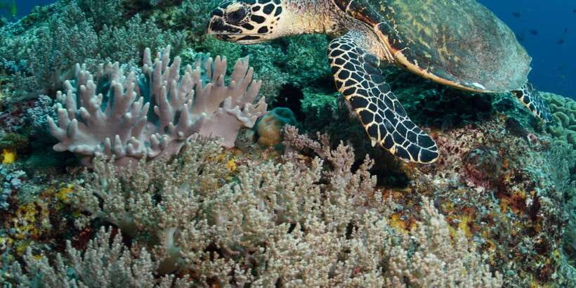 From Western Province: 2-Day Hill Country Highlights Trip - Day 1 on the west coast: Hikkaduwa sea turtles and the Galle Fort walk